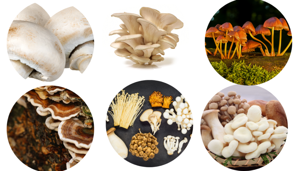 Mushroom Nutrition Facts, Health Benefits and Uses