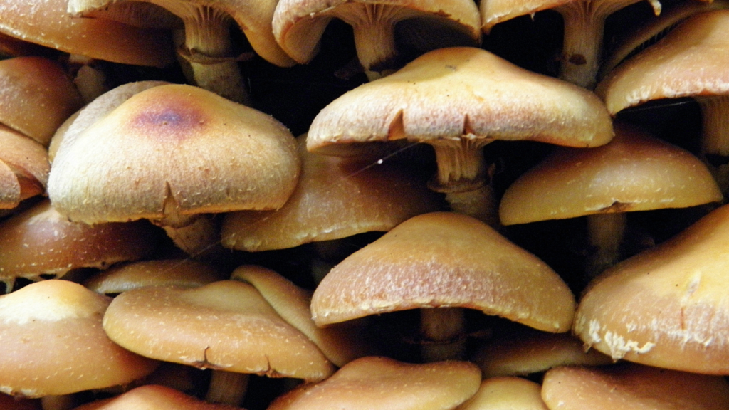 Protein Mushrooms: Top 8 High-Protein Mushrooms You Should Be Eating