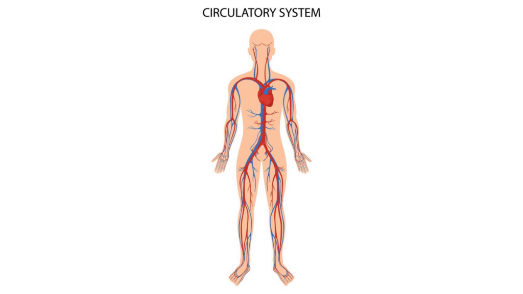 What Are Arteries? Understanding Their Role In Your Body