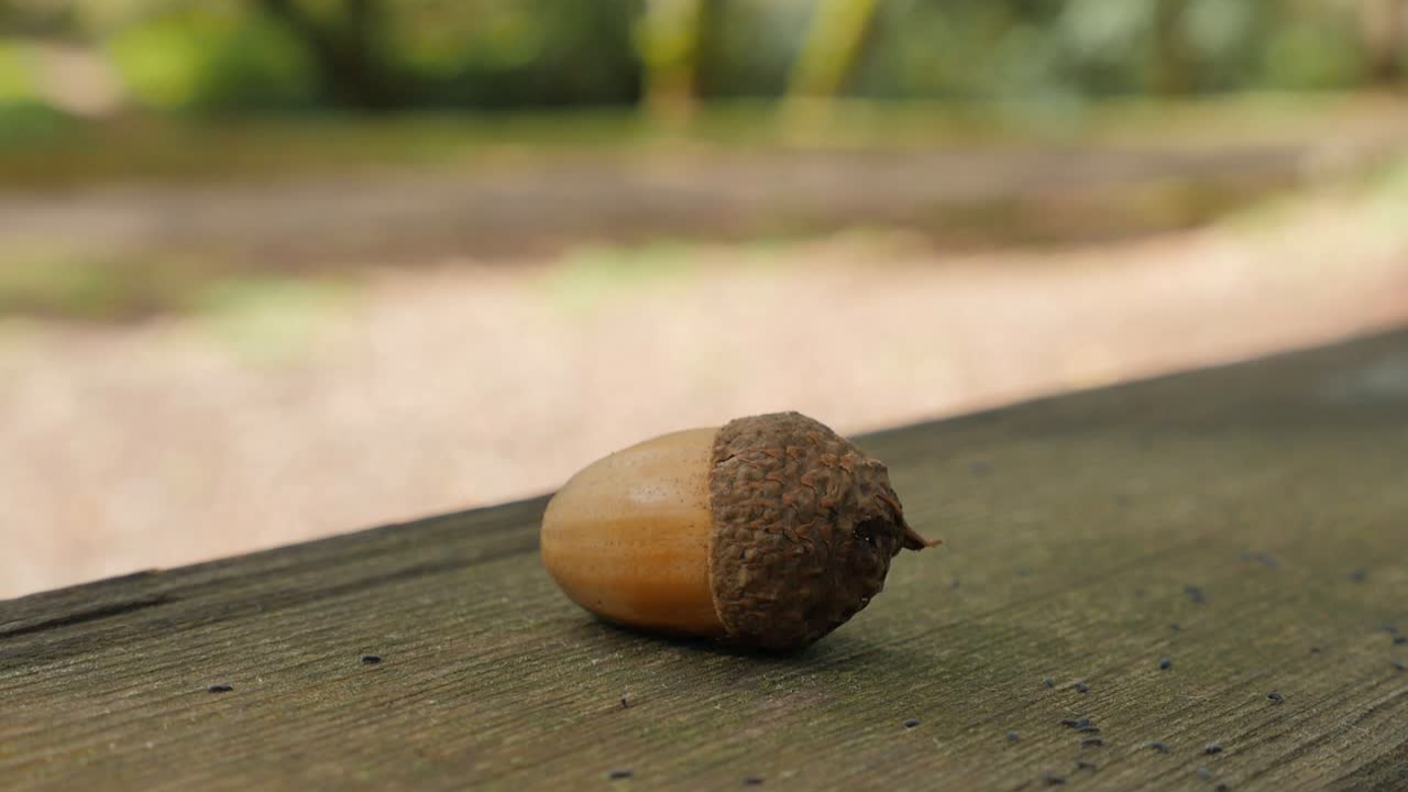 Acorn Nuts