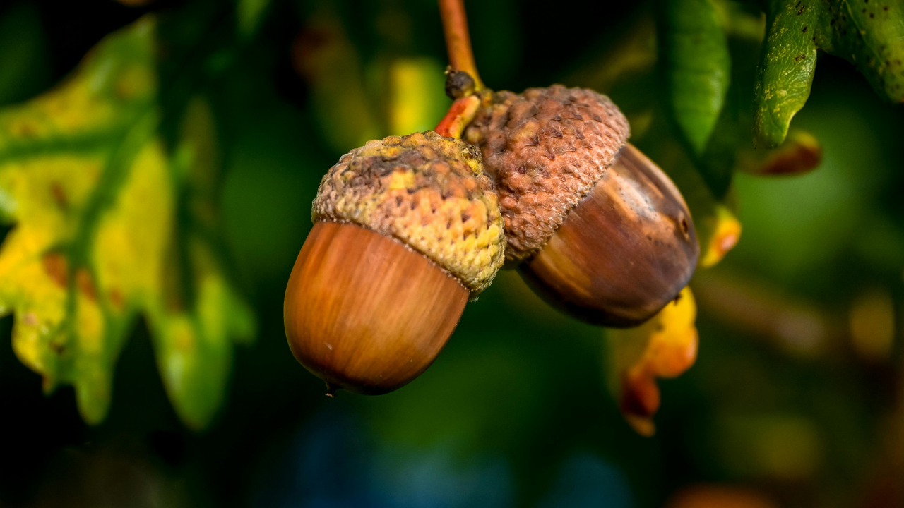 Acorn Nuts