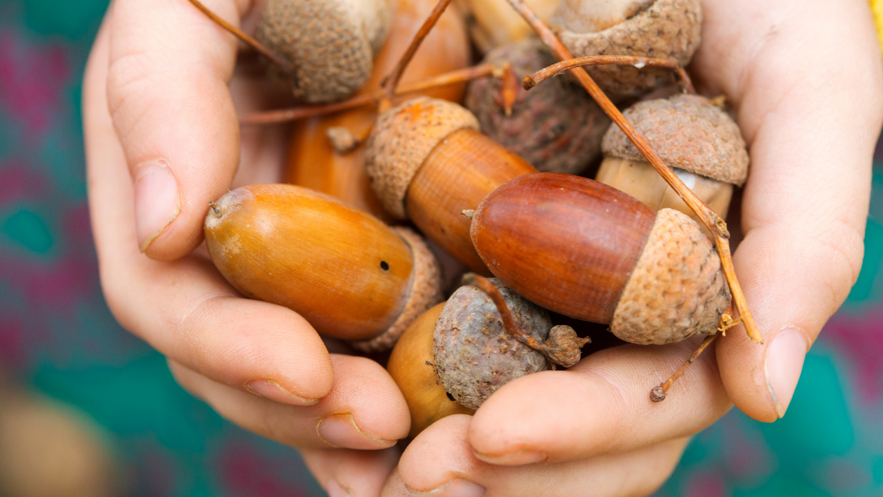 Acorn Nuts