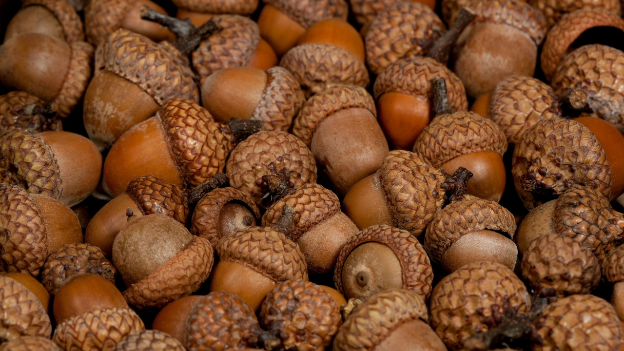 Uses and How to Eat Acorns