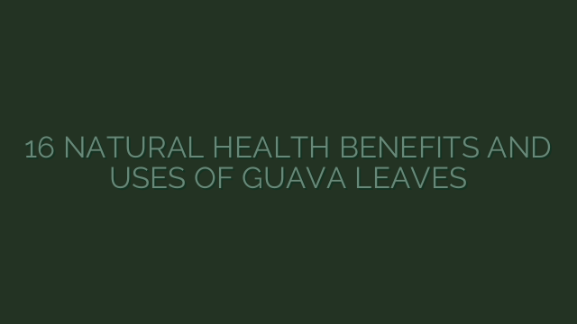 16 NATURAL HEALTH BENEFITS AND USES OF GUAVA LEAVES