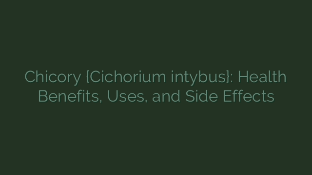 Chicory {Cichorium intybus}: Health Benefits, Uses, and Side Effects