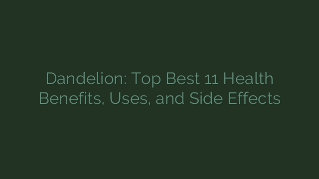Dandelion: Top Best 11 Health Benefits, Uses, and Side Effects