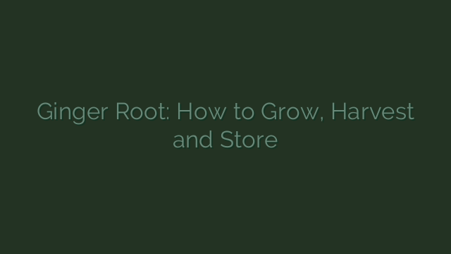 Ginger Root: How to Grow, Harvest and Store